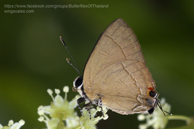 Rapala dieneces dieneces
