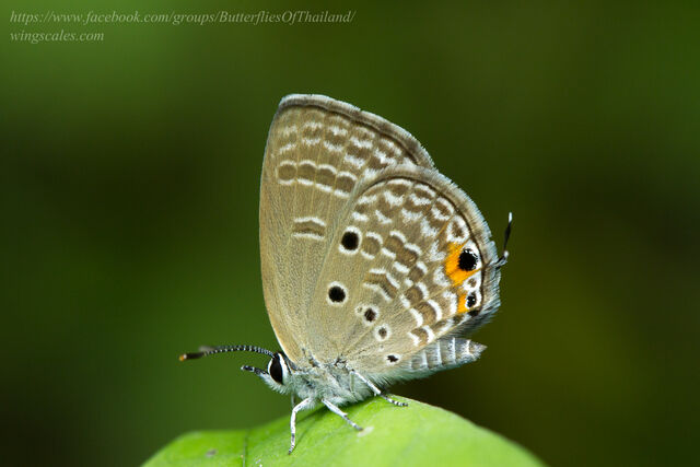 Luthrodes pandava pandava