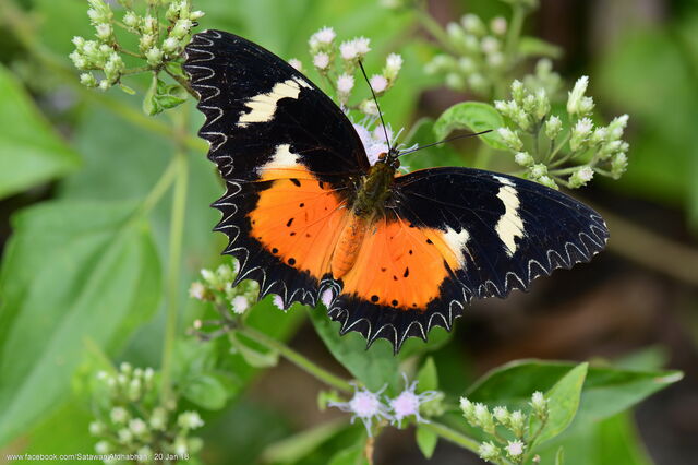 Cethosia hypsea hypsina