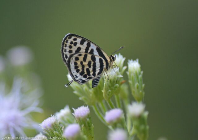 Tarucus waterstradti vileja