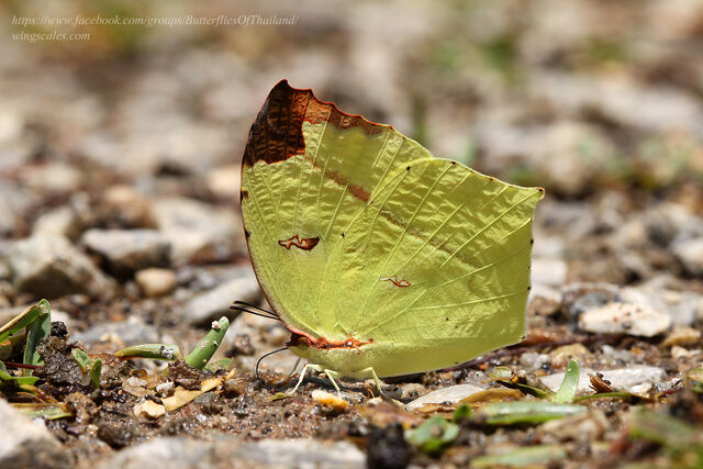 Dercas verhuelli doubledayi