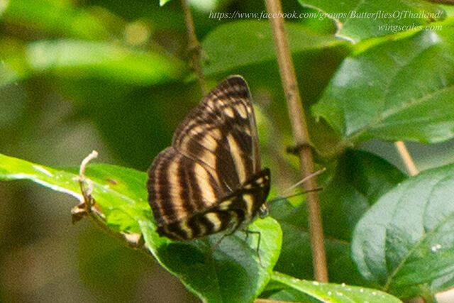 Lasippa monata monata