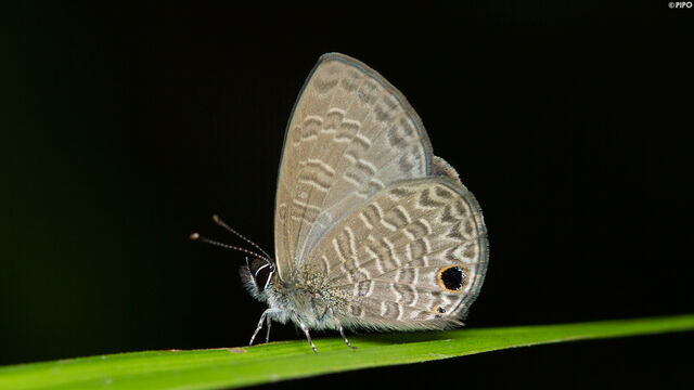 Prosotas dubiosa indica