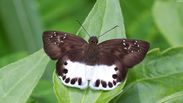 Tagiades litigiosa litigiosa