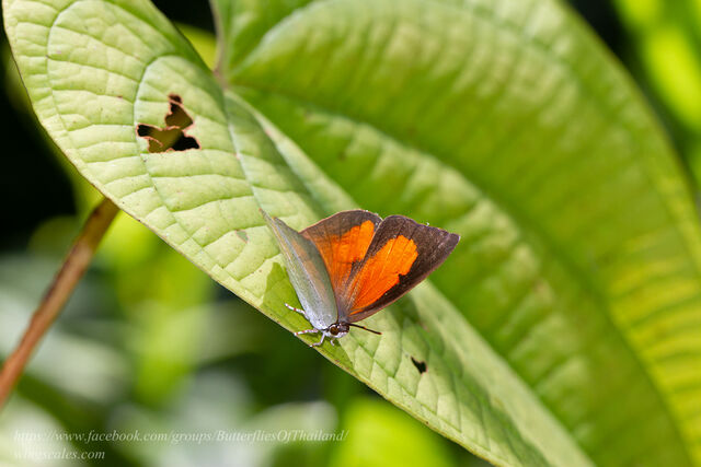 Curetis dentata dentata