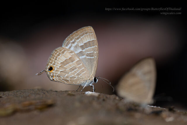 Jamides celeno aelianus