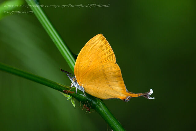 Loxura atymnus continentalis
