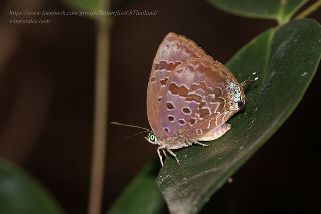 Arhopala agaba agaba