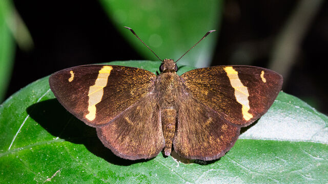 Aurivittia aurivittata