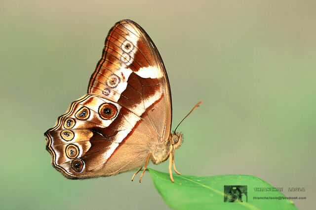 Lethe mekara crijnana