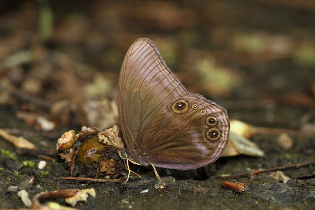 Coelites nothis sylvarum