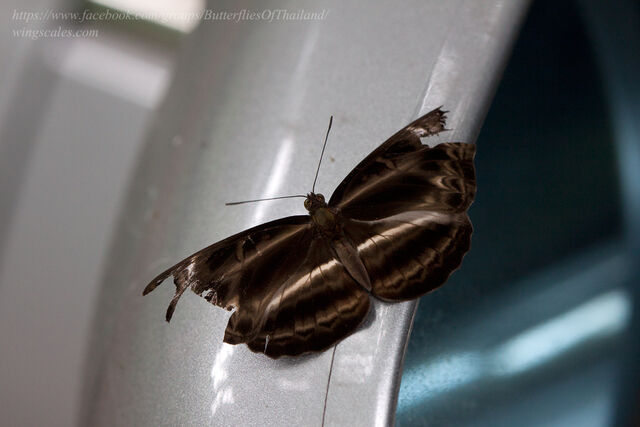 Neptis harita preeyai