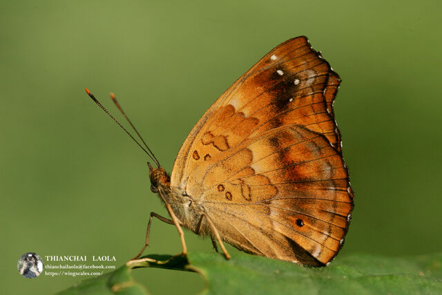 Rohana parisatis pseudosiamensis