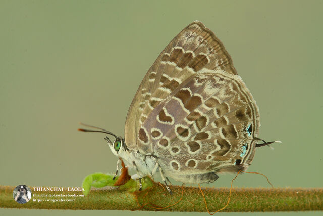 Arhopala birmana birmana