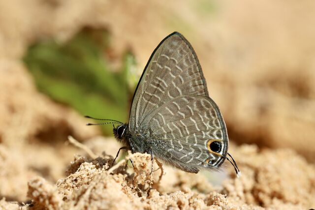 Ionolyce helicon merguiana