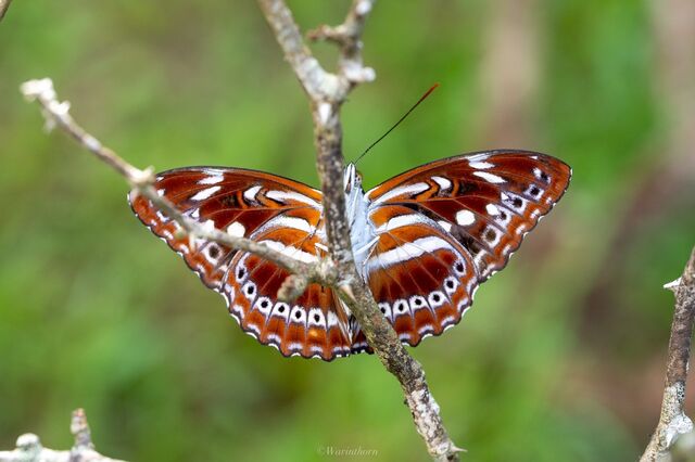 Limenitis asura asura