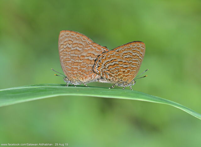 Poritia sumatrae sumatrae