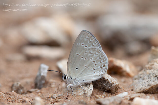 Bothrinia chennellii celastroides