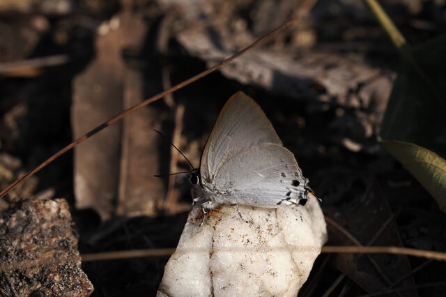 Deudorix hypargyria hypargyria