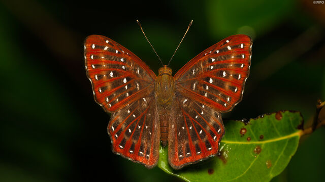 Zemeros flegyas allica