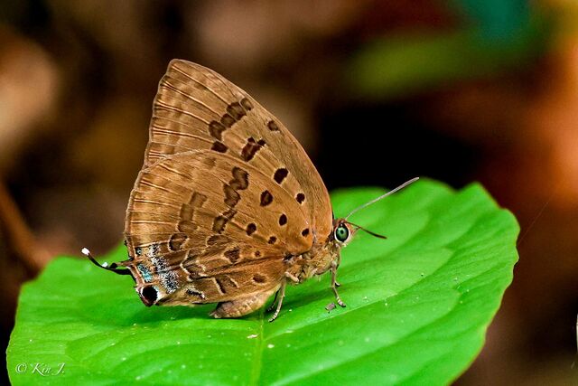 Arhopala silhetensis silhetensis
