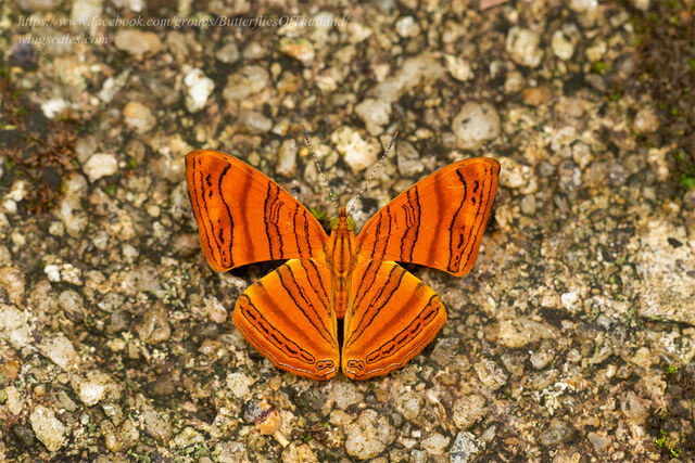 Chersonesia intermedia intermedia