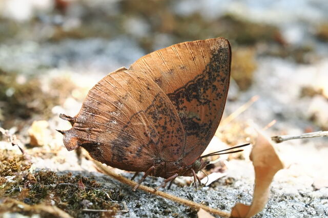 Amblypodia narada taooana