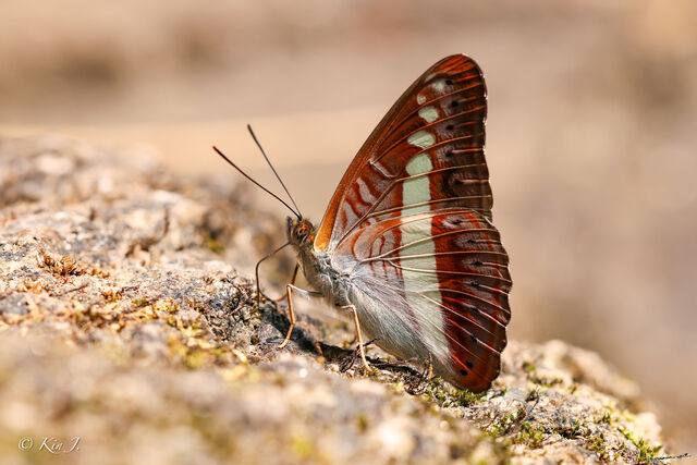 Athyma daraxa daraxa