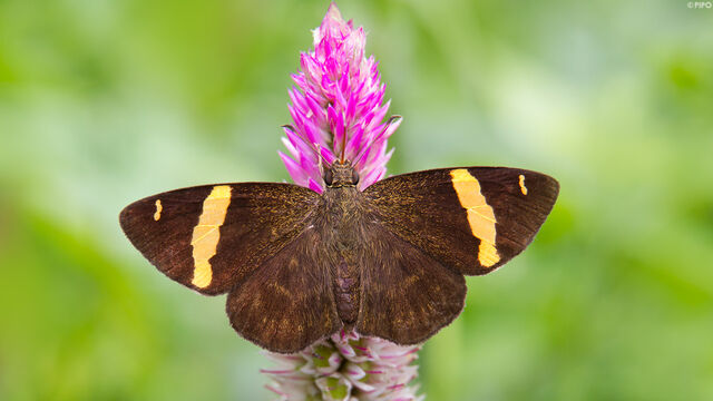 Aurivittia aurivittata