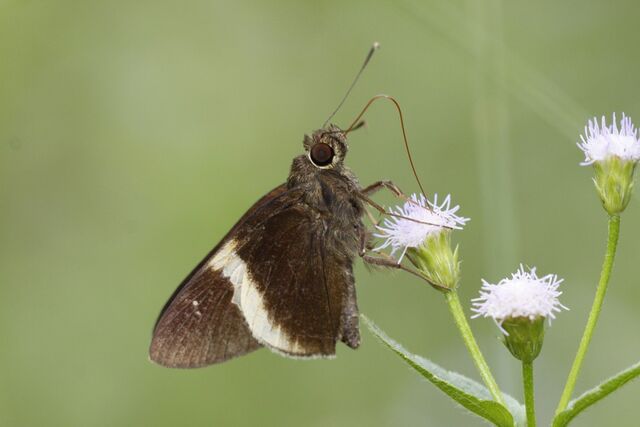 Lotongus calathus balta
