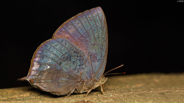 Amblypodia anita anita