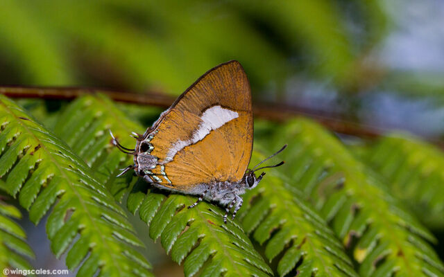 Horaga onyx sardonyx