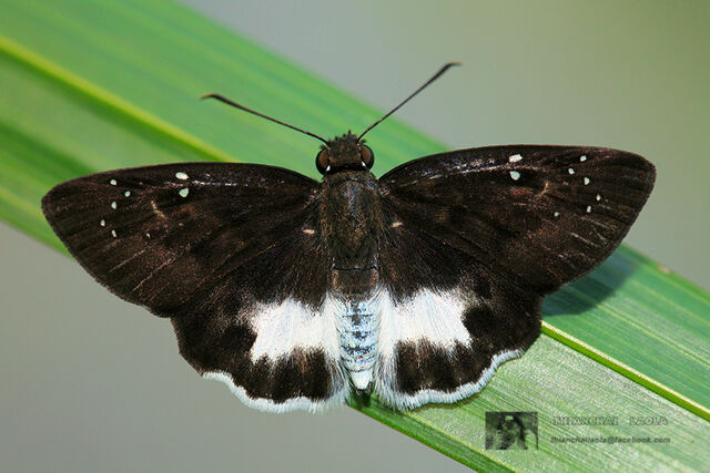 Tagiades litigiosa litigiosa