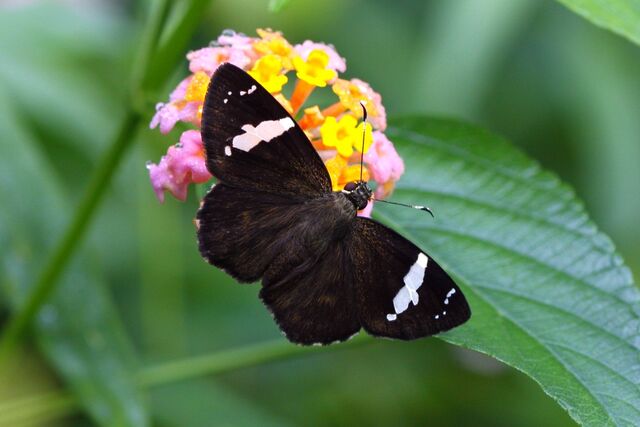 Celaenorrhinus nigricans nigricans