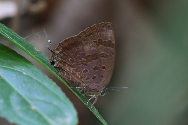 Arhopala agaba agaba