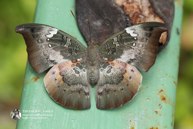 Euthalia anosia anosia