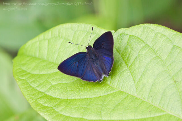 Rapala scintilla scintilla