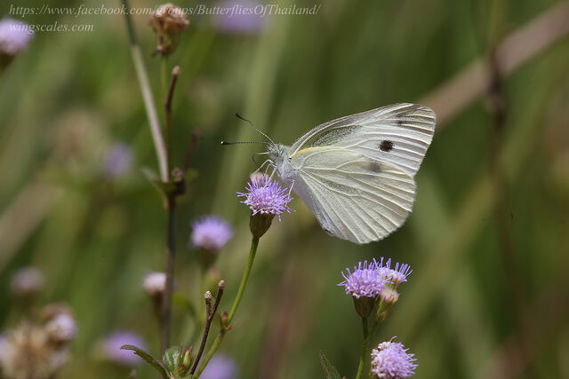 Pieris rapae crucivora