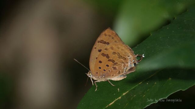 Arhopala silhetensis silhetensis