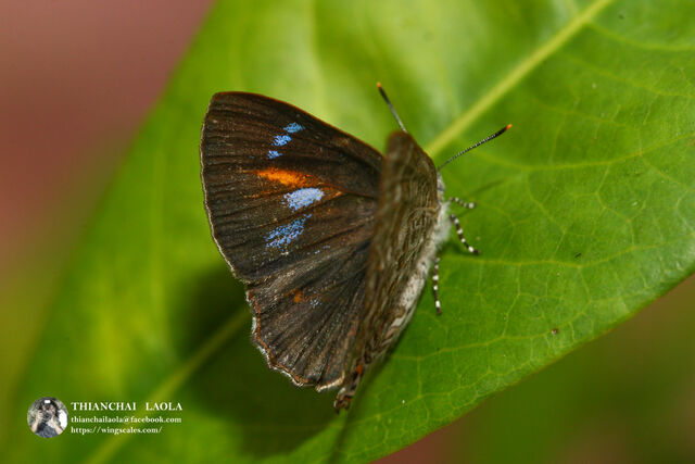 Poritia erycinoides elsiei