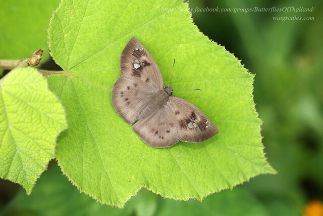 Tagiades japetus atticus