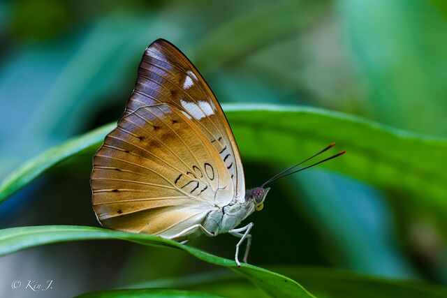 Euthalia aconthea garuda