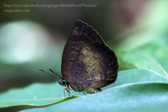 Arhopala perimuta perimuta