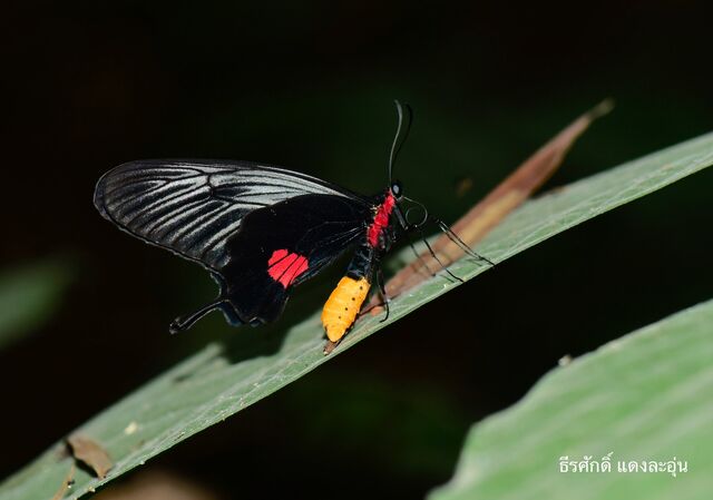 Losaria neptunus manasukkiti