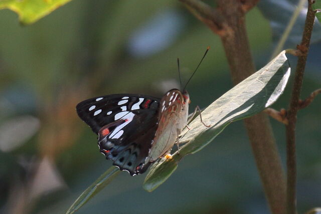 Euthalia malaccana malaccana