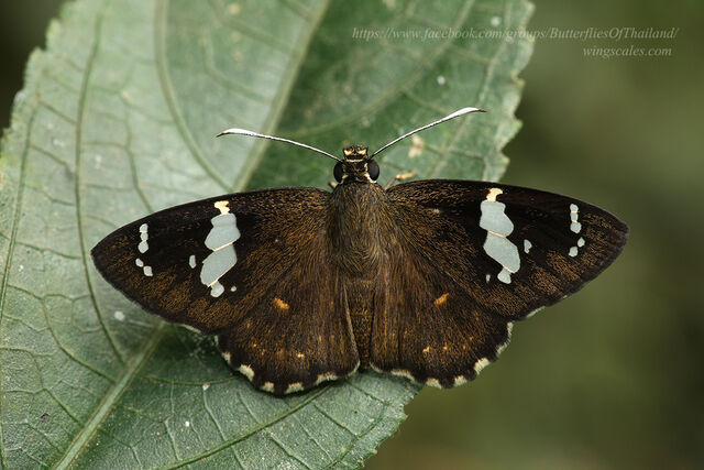 Celaenorrhinus leucocera