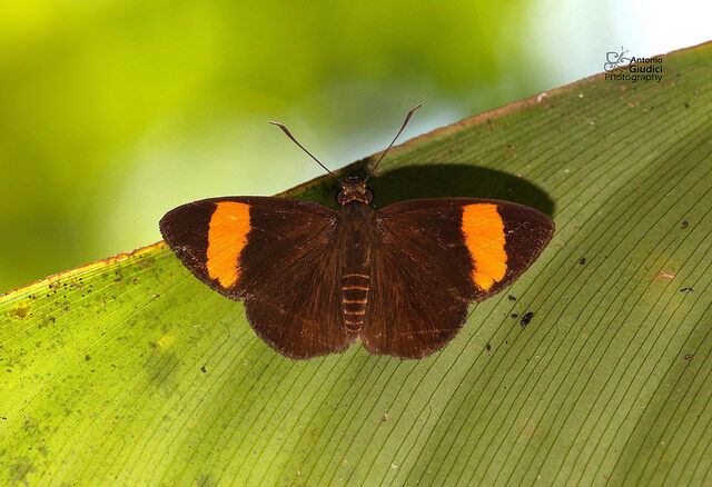 Celaenorrhinus ladana