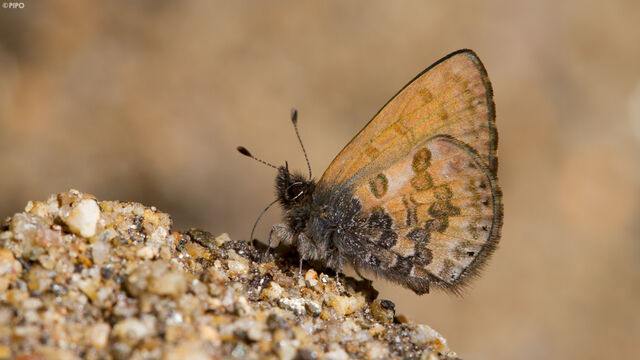 Orthomiella rantaizana rovorea