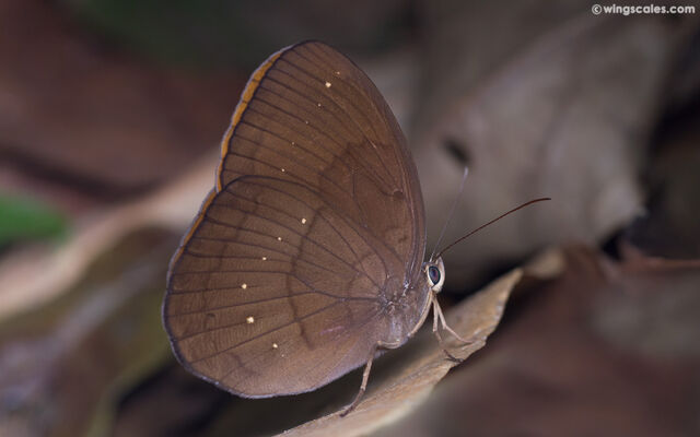 Faunis canens arcesilas