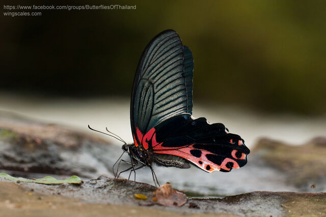 Papilio alcmenor alcmenor